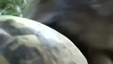 HOT TURTLE SEX MAKES MAN MOAN
